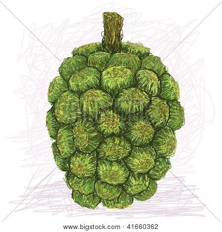 Pandanus fruta