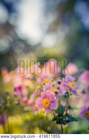 Stunning Floral Landscape. Romantic Closeup Pink Flower Anemones Fresh Spring Morning. Tranquil Peac