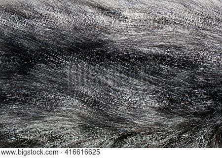 Black Fur Shimmers In The Sun. Abstract Background.