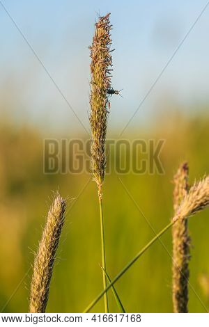 Single Grasses In Summer. Wild Grass, Donkey Grass, Dog Grass, Rat Tail, Fox Whale, Hair Puller Or R