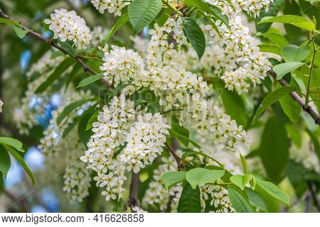 White Flowers Blooming Bird Cherry. Bird Cherry Tree In Blossom. Close-up Of A Flowering Prunus Padu
