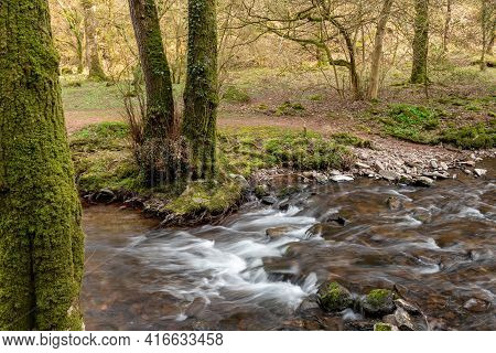 Horner Woods In Somerset