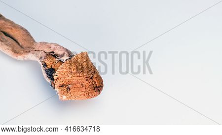 Magic Mushrooms On White Background. Psilocybin Compound Laboratory Research.