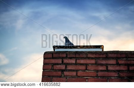 Lonesome Pigeon Standing On A Building's Rooftop With Beautiful Blue Sky In The Background. A Pigeon