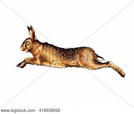 Hare, Rabbit From A Splash Of Watercolor, Colored Drawing, Realistic. Vector Illustration Of Paints