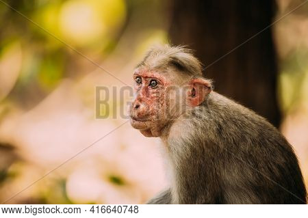 Goa, India. Old Bonnet Macaque Monkey - Macaca Radiata Or Zati. Close Up Portrait