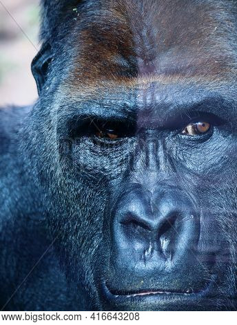 Portrait Of A Huge Silverback Gorilla. This Amazing Endangered Primate Can Only Be Found In Rwanda A
