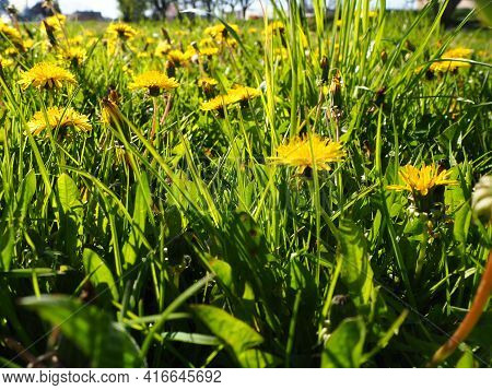 Dandelion Bloming, Close-up Of Bright Yellow Flowers Of Taraxacum Against The Background Of Green Gr