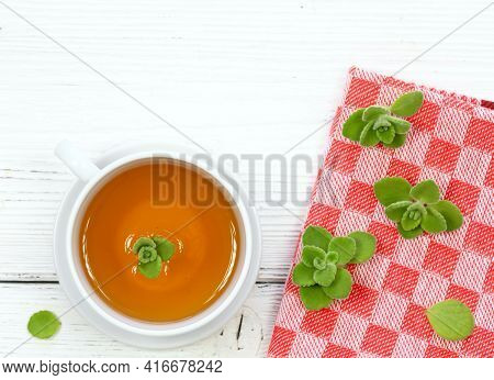Herbal Tea From Indian Borage, Plectranthus Amboinicus. It Is Used As Curative And Food Plant. Good 