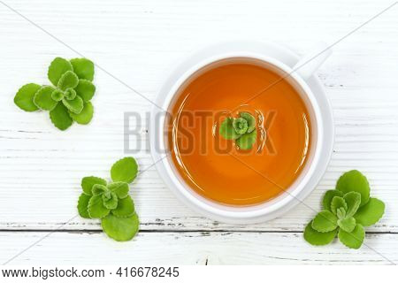 Herbal Tea From Indian Borage, Plectranthus Amboinicus. It Is Used As Curative And Food Plant. Good 