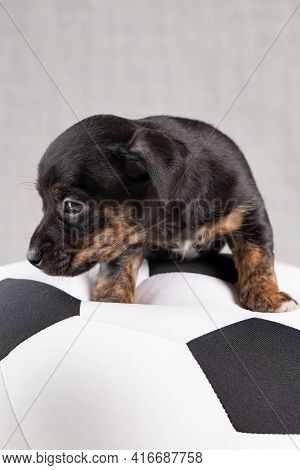 Jack Russell Terrier Puppy Lies On A Soft White With Black Toy Ball, 5 Weeks Old Brindle Dog. In Fro