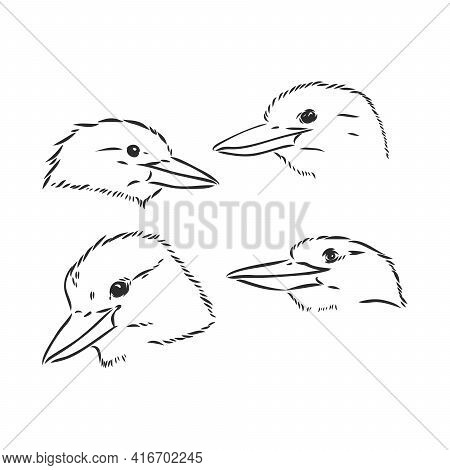 Black Outlined Kookaburra Bird-vector Drawing, Kookaburra Vector Sketch Illustration On White Backgr