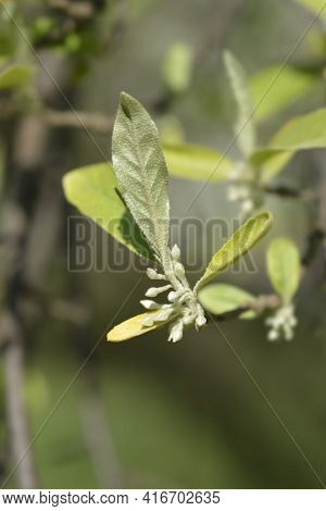 Autumn Olive Branch With Flower Buds - Latin Name - Elaeagnus Umbellata