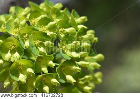 Wulfens Spurge - Latin Name - Euphorbia Characias Subsp. Wulfenii