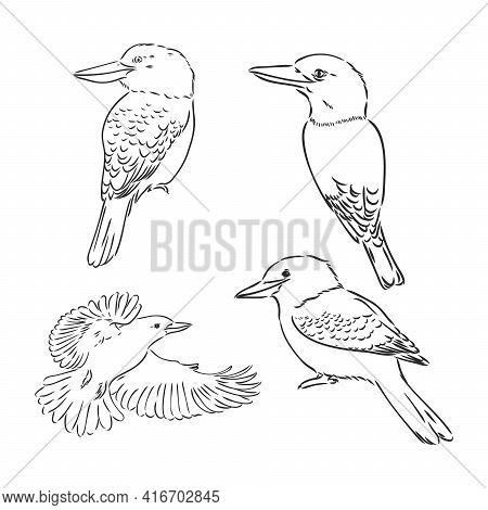 Black Outlined Kookaburra Bird-vector Drawing, Kookaburra Vector Sketch Illustration On White Backgr