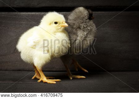 Two Chickens Standing Against A Dark Wood Background. Poultry And Chickens On The Farm.