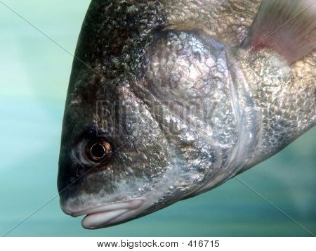 大きな魚