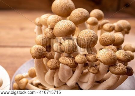 Shimeji Edible Mushrooms Native To East Asia, Buna-shimeji Is Widely Cultivated And Rich In Umami Ta