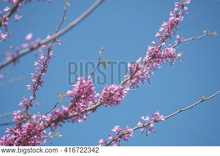 Cercis Canadensis Or The Eastern Redbud Blooming Tree On Blue Sky Background. Redbuds Pink Flowers I