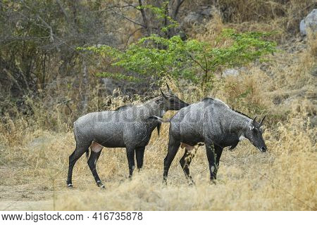 Two Adult Male Nilgai Or Blue Bull Or Boselaphus Tragocamelus Largest Asian Antelope At Ranthambore 