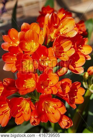 Amaryllis Red Pearl Plant With Large Deep-crimson Red Velvety Flowers In A Garden