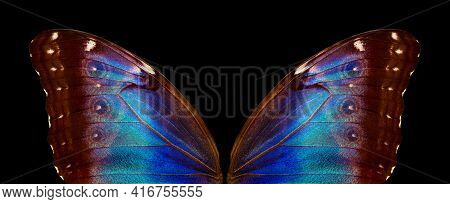 Wings Of A Butterfly Morpho Texture Background. Morpho Butterfly.