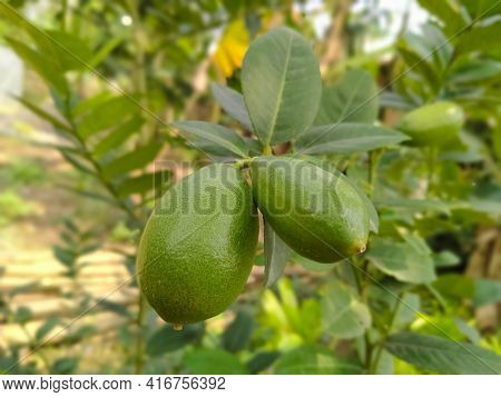 Two Lemon Fruits And Green Leaves In The Garden