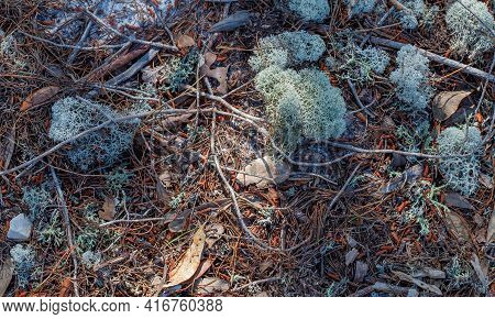 Deer Moss, Twigs And Pine Needles On The Forest Floor Along The Pine Beach Trail In Bon Secour Natio
