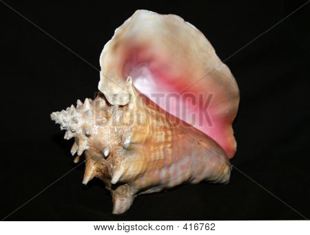 Shell