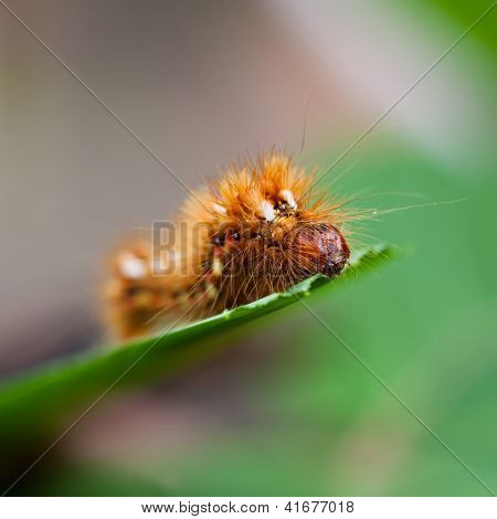 Grass Knot (acronicta Rumicis)