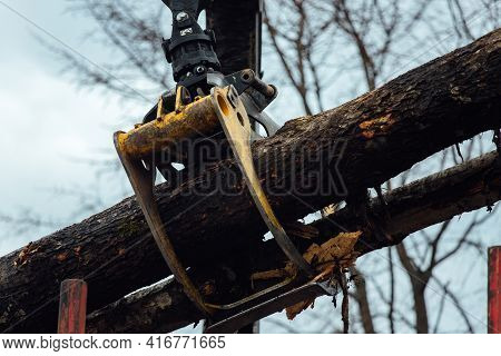 Front Loader For Loading Timber. An Industrial Tractor Transports Felled Wood. Wood Processing Plant