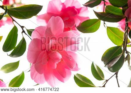 Beautiful Pink Evergreen Camellia Tree With Blooming Flowers During Springtime In English Garden, Uk