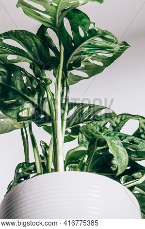 Monstera Monkey Mask, Or Official Name Monstera Adansonii, The Adansons Monstera, Swiss Cheese Plant