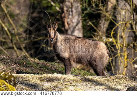 Apennine Chamois, Rupicapra Pyrenaica Ornata, Is Living In The Abruzzo-lazio-molise National Park In