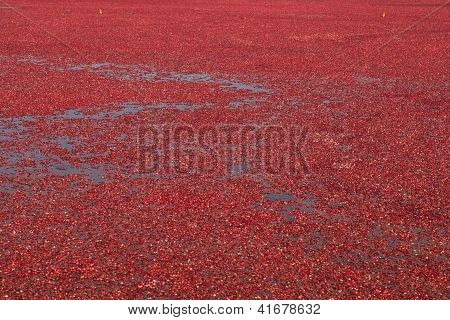 Cranberry Bog