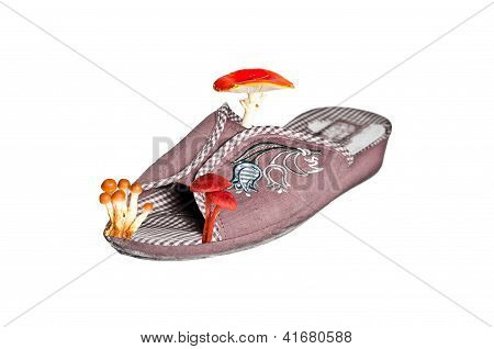 Closeup Pantoffeln mit Pilzen