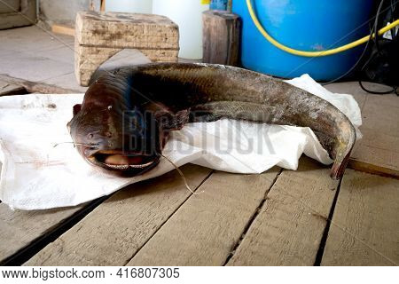 Fish A Catfish Close Up On Wood Background