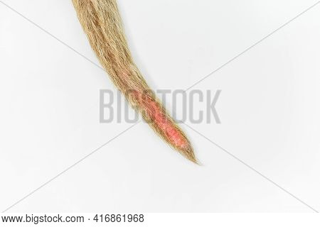 Sick Dog Tail On White Background, Isolated.