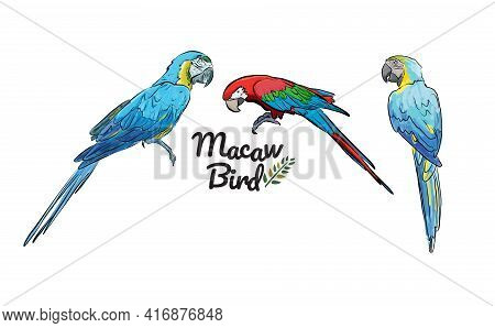 Colorful Hand Drawing Macaw Bird Pattern Background.