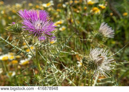 Close-up Of Borriqueros Thistles, Onopordum Illyricum, Flowers On A Spring Morning On The Mediterran