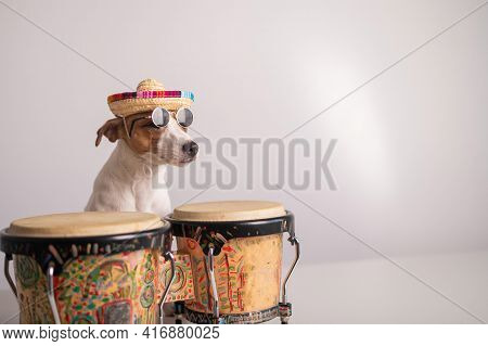 A Funny Dog In A Sombrero And Sunglasses Plays The Mini Bongo Drums. Jack Russell Terrier In A Straw
