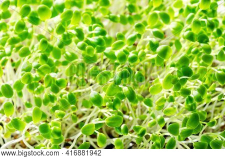 Crimson Clover Seedlings, Close Up. Italian Clover, Microgreens. Fresh Sprouts Of Trifolium Incarnat