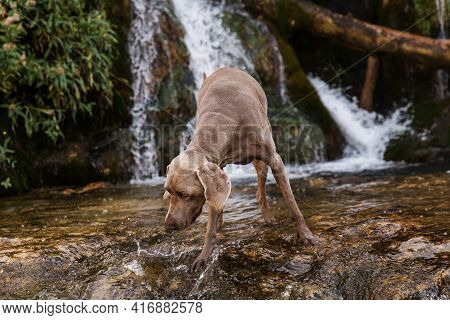 Weimaraner Dog Sniffs And Tracks In A River In The Middle Of The Forest.
