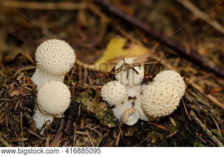A Group Of Boviste In The Forest, On The Forest Floor.