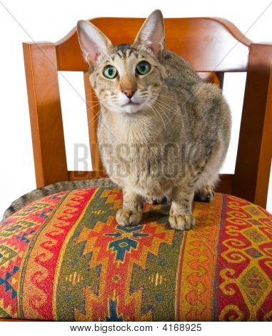 Oriental gato sentado na cadeira