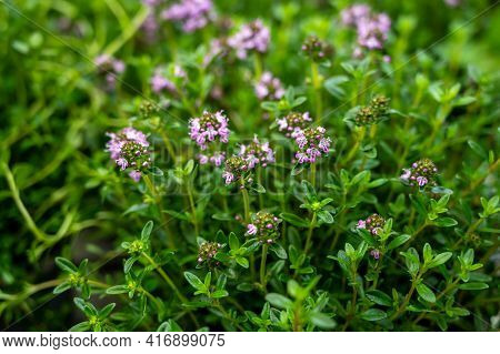 Botanical Collection, Purple Blossom Of Medicinal And Aromatic Plant Satureja Or Thyme Close Up