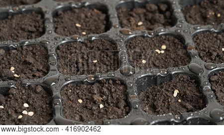 Planting Seedlings At Home,close-up Container For Seedlings With Plant Seeds And Water Drops.organic