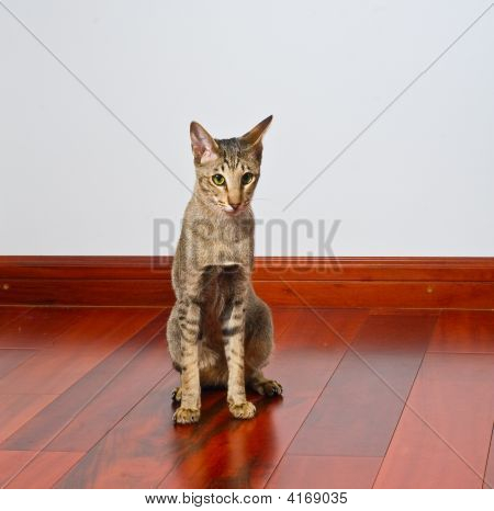 Oriental gato sentado no chão de madeira