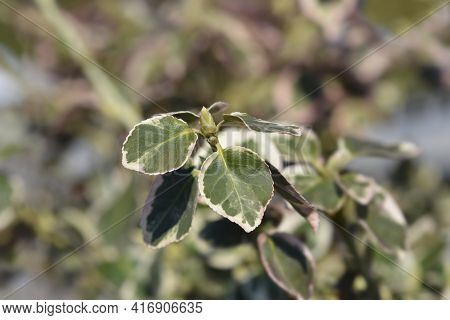 Wintercreeper Emerald Gaiety - Latin Name - Euonymus Fortunei Emerald Gaiety