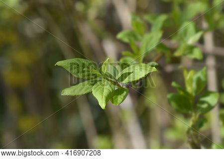 Weeping Forsythia Leaves - Latin Name - Forsythia Suspensa